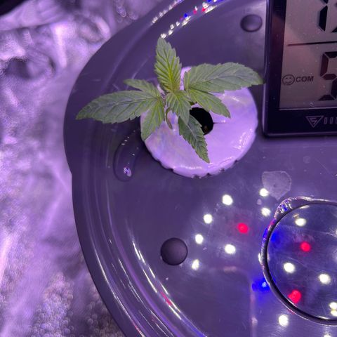 Berry Meow growlog photo: Babe is growing so well!