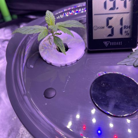 Berry Meow growlog photo: Babe is growing so well!