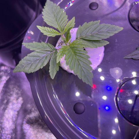 Berry Meow growlog timeline photo