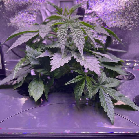 Berry Meow growlog timeline photo