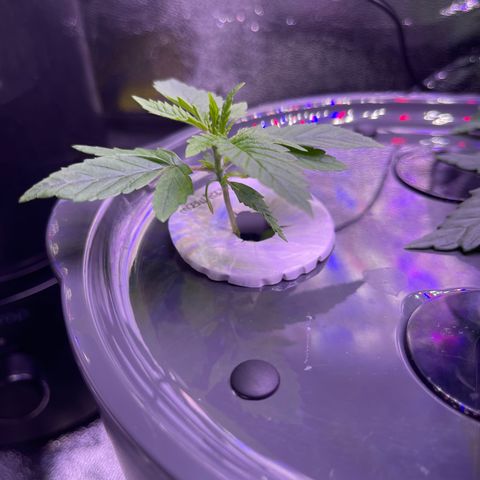 Berry Meow growlog timeline photo