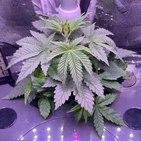 Berry Meow growlog timeline photo