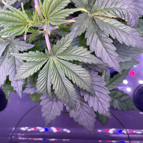 Berry Meow growlog timeline photo