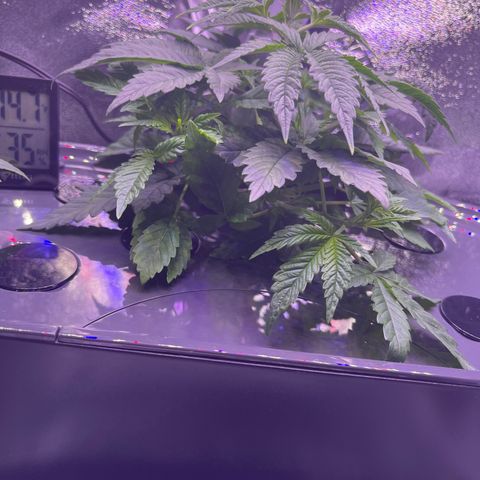 Berry Meow growlog timeline photo