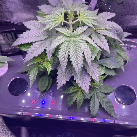 Berry Meow growlog timeline photo