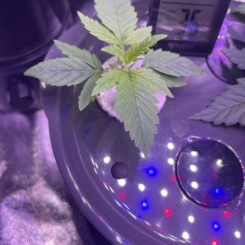 Berry Meow growlog photo: Babe