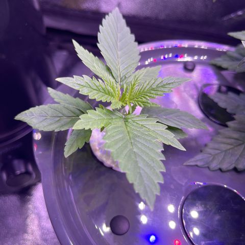 Berry Meow growlog photo: Babe