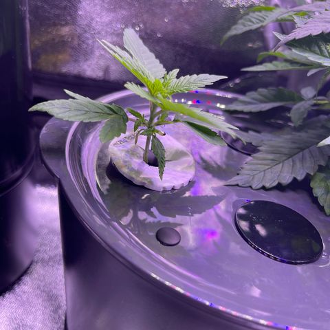 Berry Meow growlog photo: Babe