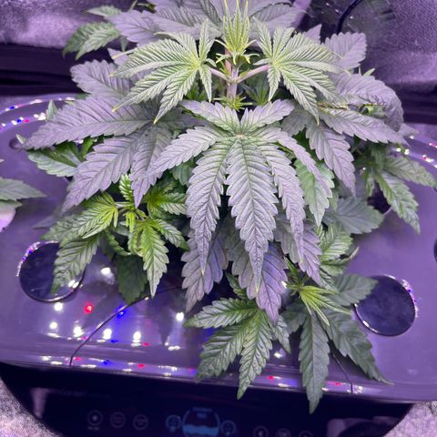 Berry Meow growlog photo: Bonnie before the pruning