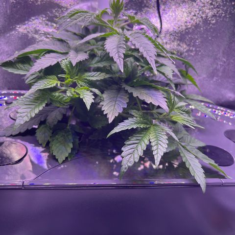 Berry Meow growlog photo: Bonnie before the pruning