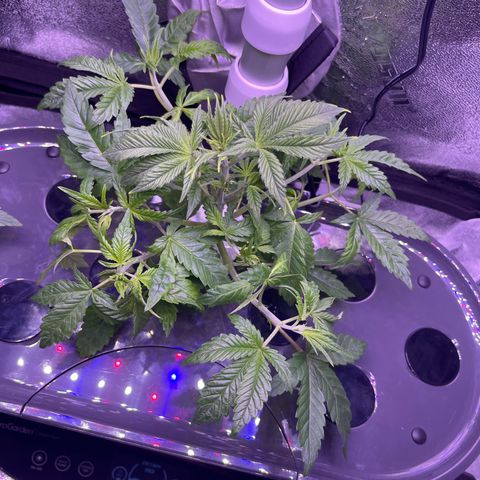 Berry Meow growlog photo: Bonnie after pruning 
