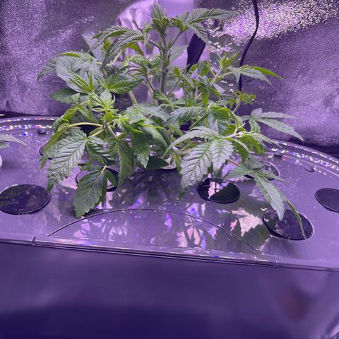 Berry Meow growlog photo: Bonnie after pruning 