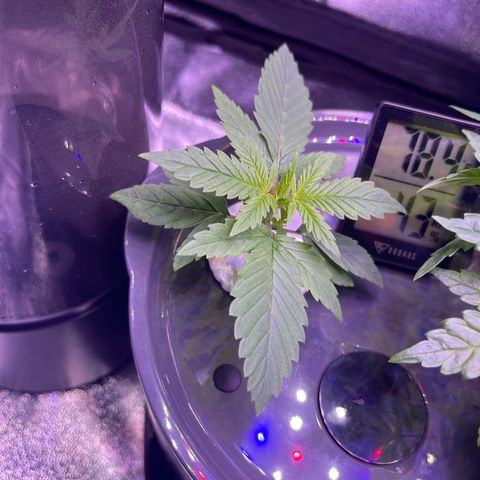 Berry Meow growlog timeline photo