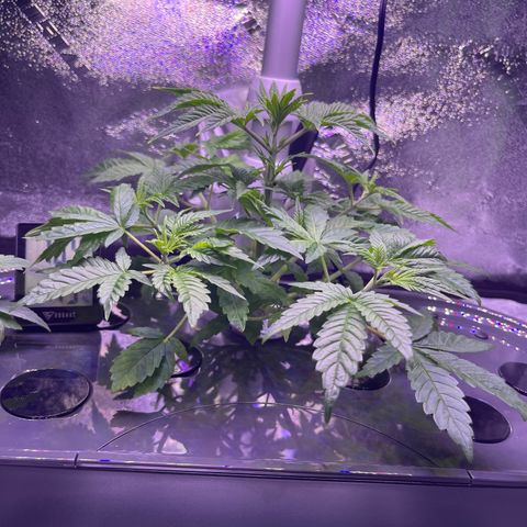 Berry Meow growlog timeline photo
