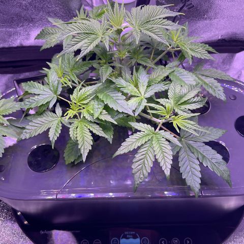 Berry Meow growlog timeline photo