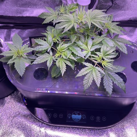 Berry Meow growlog timeline photo