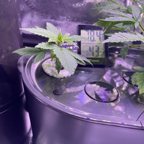 Berry Meow growlog timeline photo