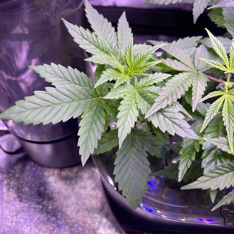 Berry Meow growlog photo: Before trim and relocation
