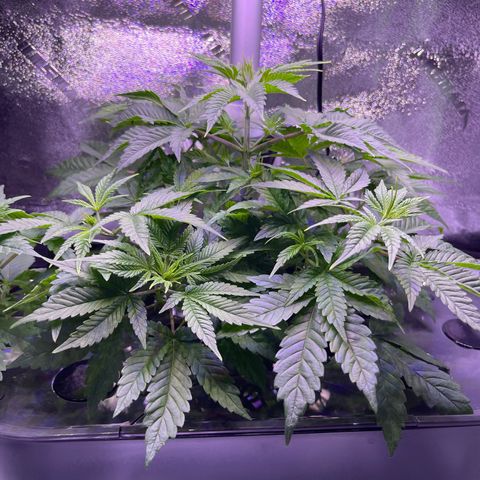 Berry Meow growlog photo: Before trim and relocation