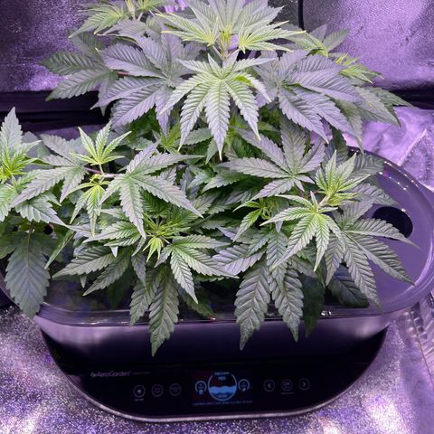 Berry Meow growlog photo: Before trim and relocation