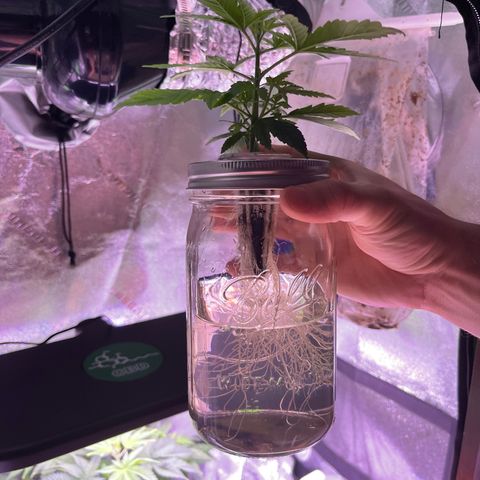 Berry Meow growlog photo: After putting Babe in kratky setup