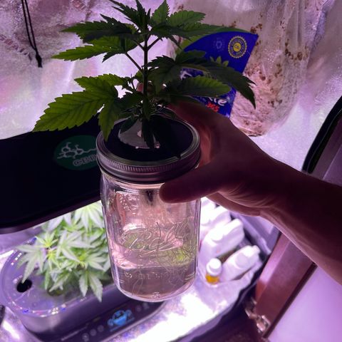 Berry Meow growlog photo: After putting Babe in kratky setup