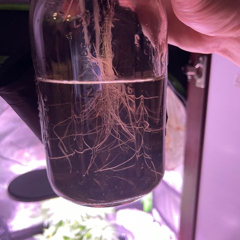 Berry Meow growlog photo: After putting Babe in kratky setup