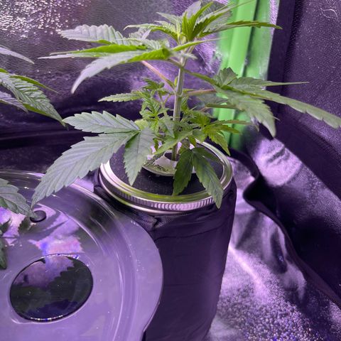 Berry Meow growlog photo: Babe in kratky, and her new location in the tent 