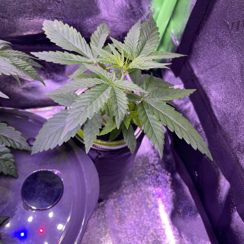 Berry Meow growlog photo: Babe in kratky, and her new location in the tent 