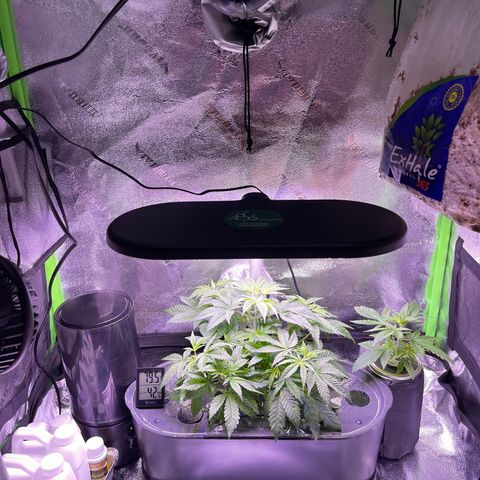 Berry Meow growlog photo: Babe in kratky, and her new location in the tent 