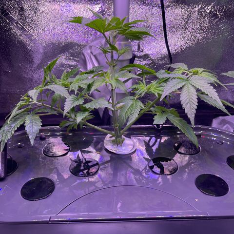 Berry Meow growlog photo: Bonnie after trim 