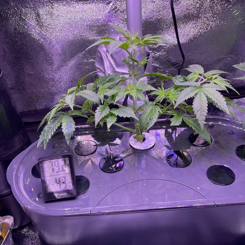 Berry Meow growlog photo: Bonnie after trim 