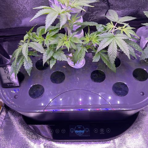 Berry Meow growlog photo: Top of Bonnie after trim 