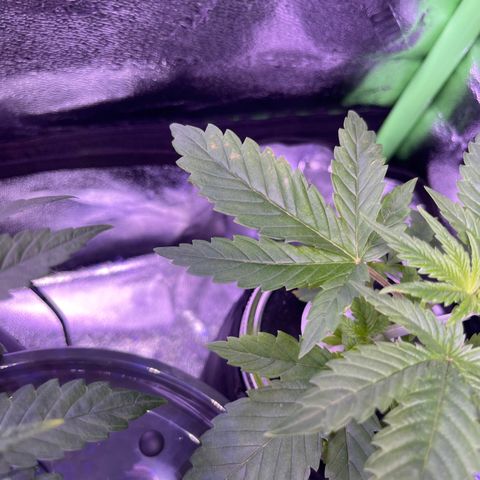 Berry Meow growlog photo: Yellow spots on Babe’s leaf (one leaf as of now)