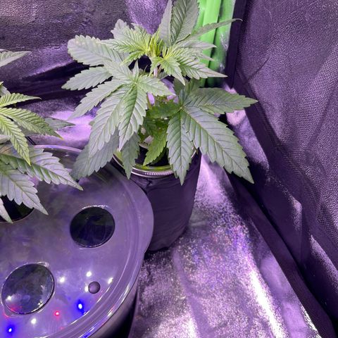 Berry Meow growlog timeline photo