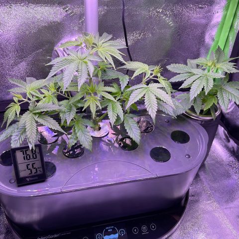 Berry Meow growlog timeline photo