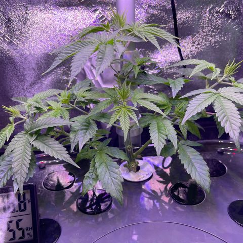 Berry Meow growlog timeline photo