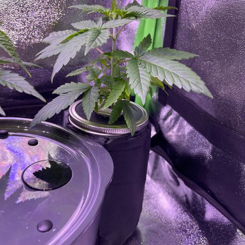 Berry Meow growlog timeline photo