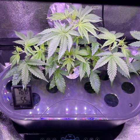 Berry Meow growlog timeline photo