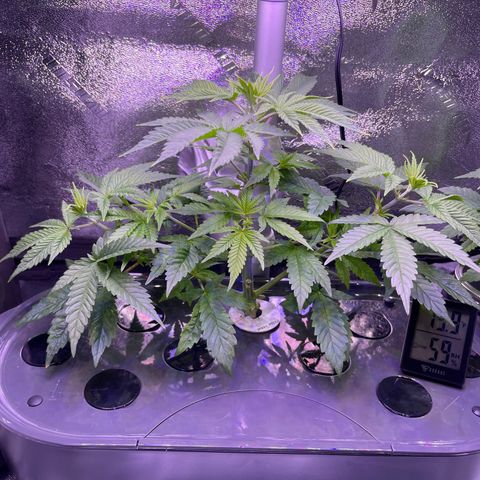 Berry Meow growlog timeline photo