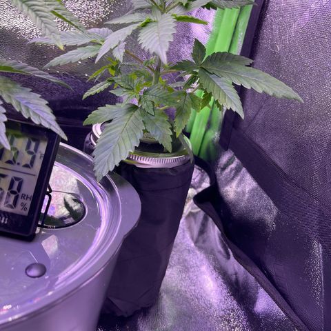 Berry Meow growlog timeline photo