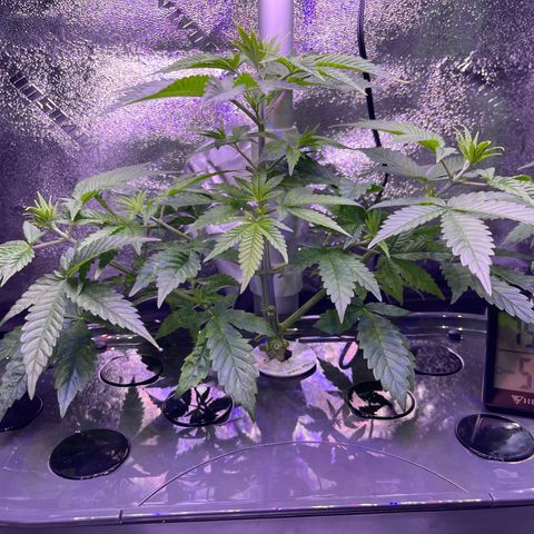 Berry Meow growlog timeline photo