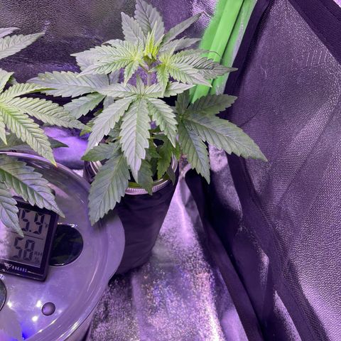 Berry Meow growlog timeline photo