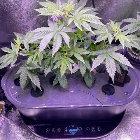 Berry Meow growlog photo: Babe has a lean to her to get more light, so I’m switching the sides which face the light to help straighten her out. 