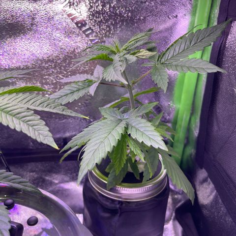 Berry Meow growlog photo: Babe has a lean to her to get more light, so I’m switching the sides which face the light to help straighten her out. 