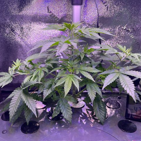 Berry Meow growlog photo: Babe has a lean to her to get more light, so I’m switching the sides which face the light to help straighten her out. 