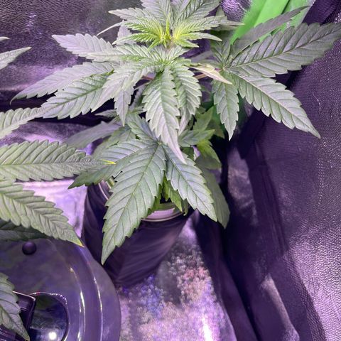 Berry Meow growlog photo: Babe has a lean to her to get more light, so I’m switching the sides which face the light to help straighten her out. 