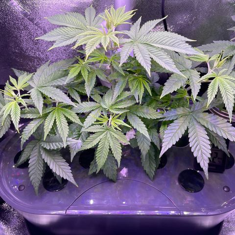 Berry Meow growlog timeline photo