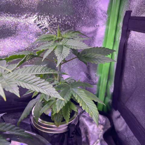 Berry Meow growlog timeline photo