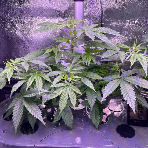 Berry Meow growlog timeline photo